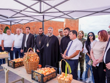 «Բերքի տոն․ ծիրանաքաղ»