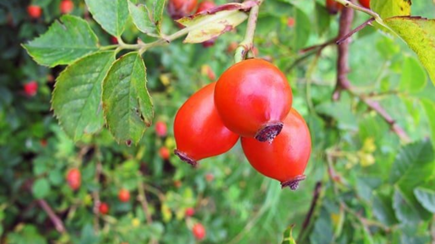 Rosehip in Armenian Traditional Culture