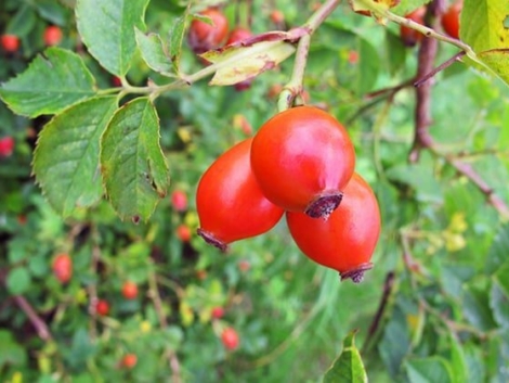 Rosehip in Armenian Traditional Culture