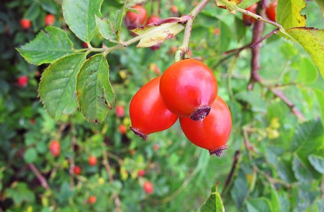 Rosehip in Armenian Traditional Culture